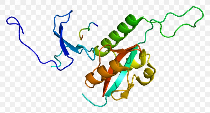 PIN1 Prolyl Isomerase PIN Proteins Mothers Against Decapentaplegic Homolog 3, PNG, 858x464px, Prolyl Isomerase, Area, Artwork, Auxin, Enzyme Download Free