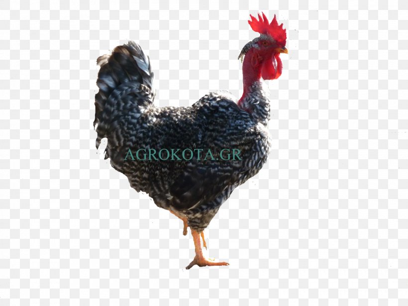 Rooster Australorp Appenzeller Braekel Chicken As Food, PNG, 1600x1200px, Rooster, Appenzeller, Australorp, Beak, Bird Download Free