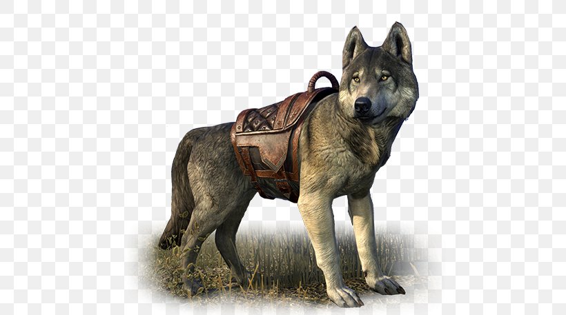 Saarloos Wolfdog Kunming Wolfdog Czechoslovakian Wolfdog Norwegian Elkhound New Guinea Singing Dog, PNG, 548x457px, Saarloos Wolfdog, Carnivoran, Czechoslovakian Wolfdog, Dire Wolf, Dog Download Free