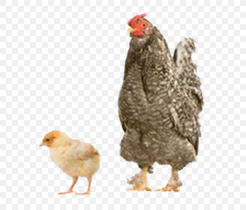 Chicken Turkey Duck Bird Kifaranga, PNG, 700x700px, Chicken, Animal, Art, Beak, Bird Download Free