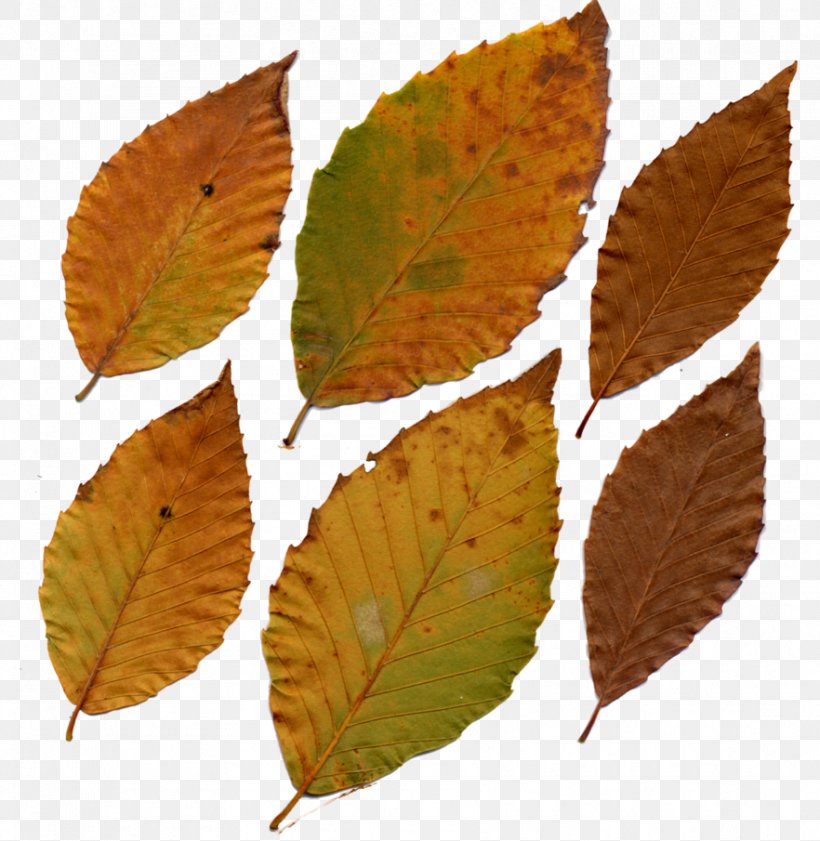 Fagus Grandifolia Leaf Deciduous Tree Plant, PNG, 882x905px, Fagus Grandifolia, Autumn, Beech, Daylily, Deciduous Download Free