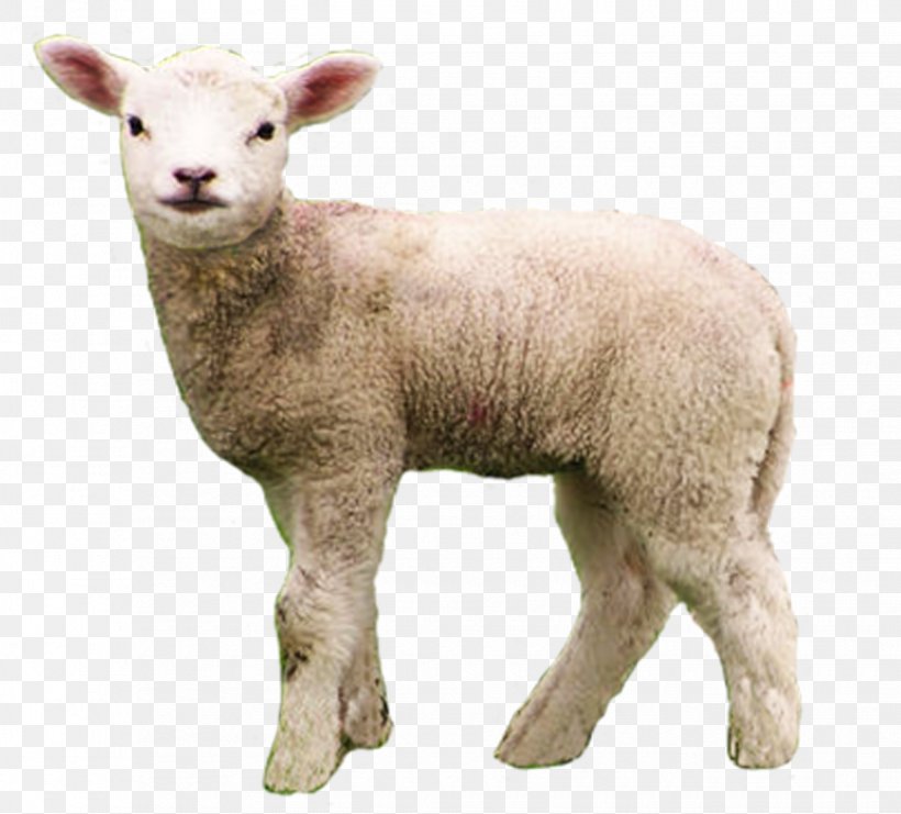 Merino Berrichon Du Cher Goat Livestock, PNG, 1655x1496px, Merino, Animal, Caprinae, Cow Goat Family, Goat Download Free