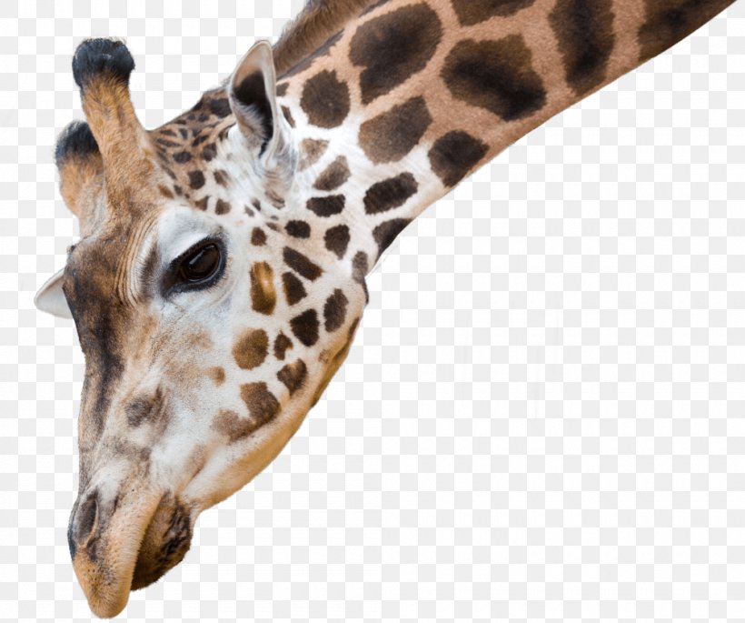 National Zoo & Aquarium African Wild Dog Reticulated Giraffe Northern Giraffe Animal Antics A, PNG, 1000x836px, National Zoo Aquarium, African Wild Dog, Animal, Aquarium, Cheetah Download Free