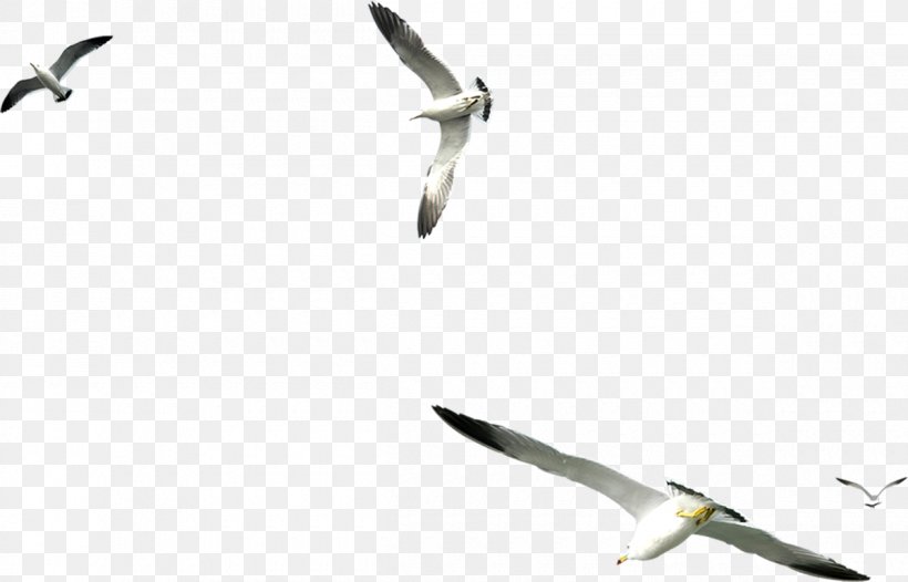 Seabird Large White-headed Gulls Clip Art, PNG, 1200x770px, Bird, Beak, Charadriiformes, Cold Weapon, Computer Download Free