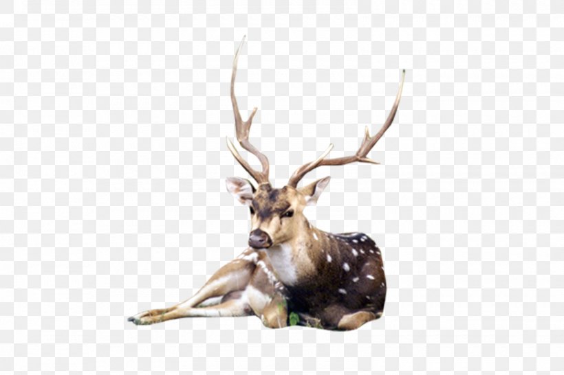 Animal Reindeer, PNG, 1600x1067px, Animal, Antler, Bird, Deer, Editing Download Free