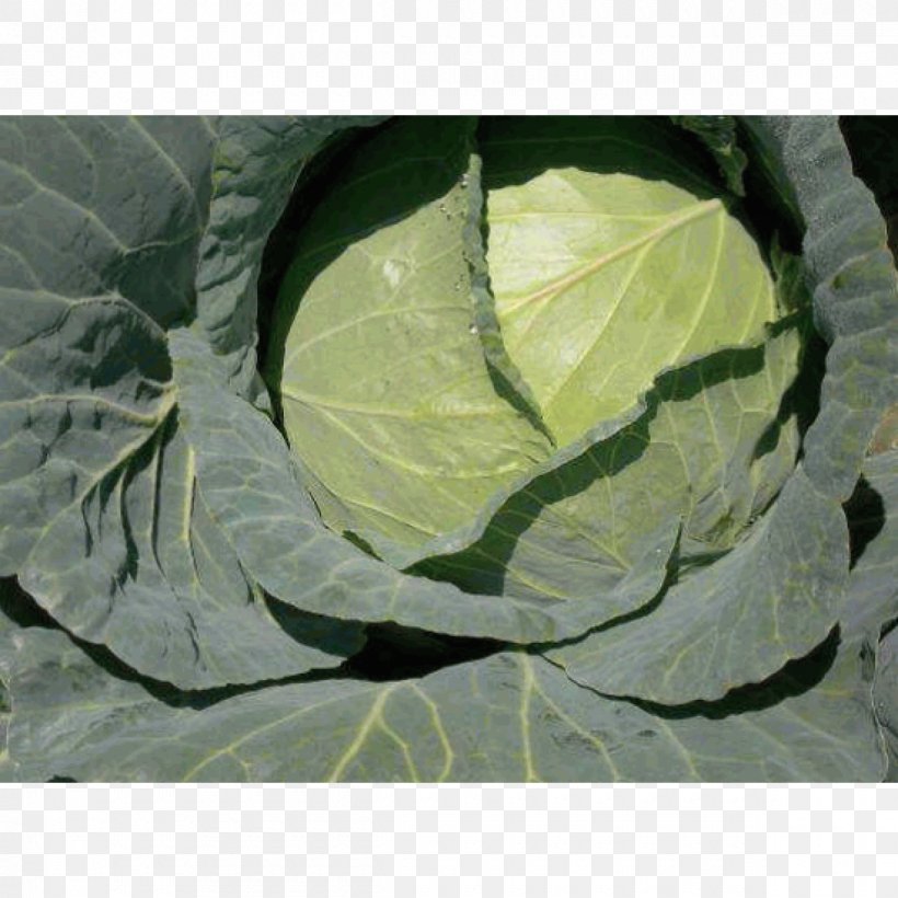 Cabbage Seed Vegetable Collard Greens Sakata, PNG, 1200x1200px, Cabbage, Brassica Oleracea, Broccoli, Cauliflower, Collard Greens Download Free