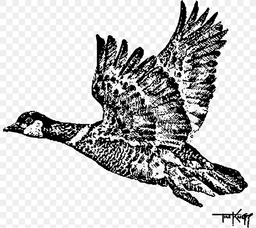 Canada Goose Cygnini Bird Duck, PNG, 800x731px, Goose, Aleutian Cackling Goose, Anatidae, Animal, Anseriformes Download Free