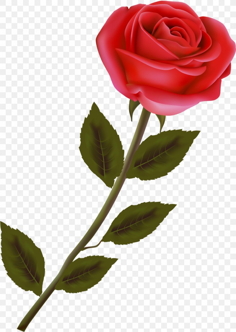 Garden Roses Centifolia Roses Floribunda Rosa Gallica Red, PNG, 911x1280px, Garden Roses, Bud, Centifolia Roses, Cut Flowers, Floribunda Download Free