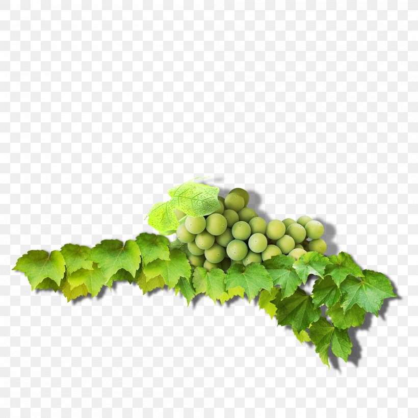 Grape Leaves Green Common Grape Vine, PNG, 2000x2000px, Grape, Branch, Common Grape Vine, Cyan, Designer Download Free