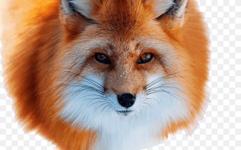 Red Fox Arctic Fox Silver Fox Fur, PNG, 850x532px, Red Fox, Animal, Arctic Fox, Carnivoran, Dog Like Mammal Download Free