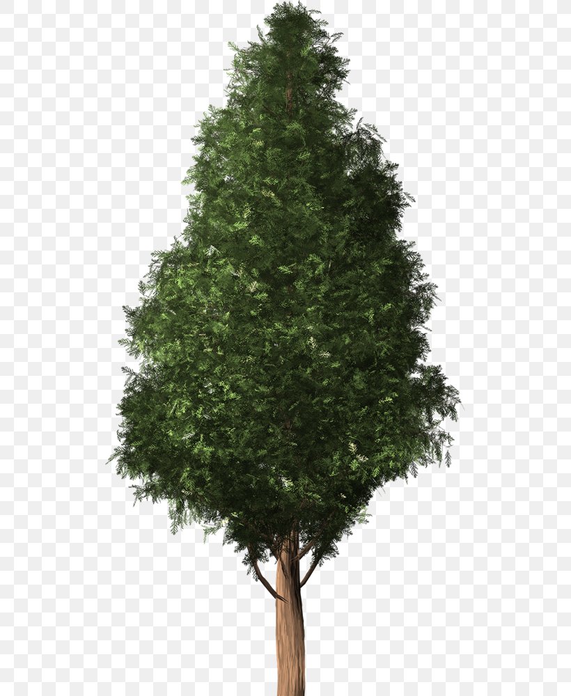 Spruce Fir Cedar Pine English Yew, PNG, 517x1000px, Spruce, Austrocedrus, Branch, Cedar, Christmas Tree Download Free