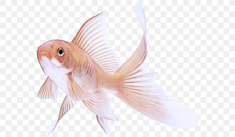 Fish Fish Goldfish Tail Fin, PNG, 568x480px, Fish, Bonyfish, Cyprinidae, Feeder Fish, Fin Download Free