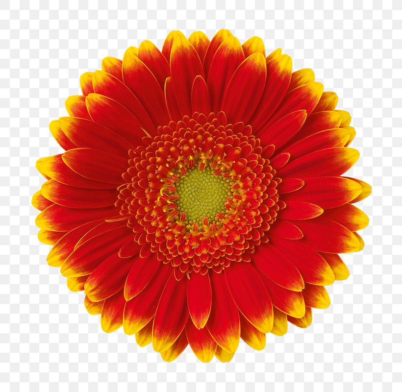Transvaal Daisy Orange Chrysanthemum Yellow Color, PNG, 800x800px, Transvaal Daisy, Artificial Flower, Barberton Daisy, Blue, Chrysanthemum Download Free