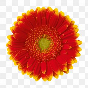 Orange - Transvaal Daisy Orange Chrysanthemum Yellow Color PNG