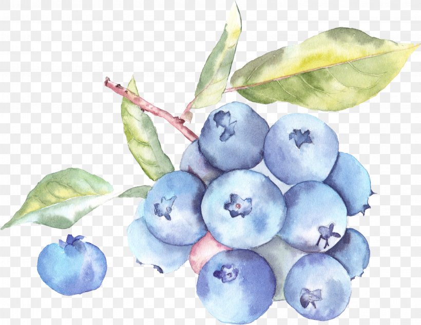 Auglis Watercolor Painting Illustration, PNG, 3167x2447px, Auglis, Art, Berry, Bilberry, Blue Download Free