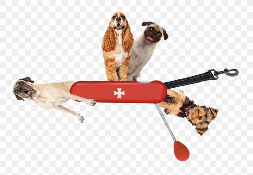 Dog Breed Puppy Pug Leash Cat, PNG, 1024x709px, Dog Breed, Bark, Breed, Carnivoran, Cat Download Free