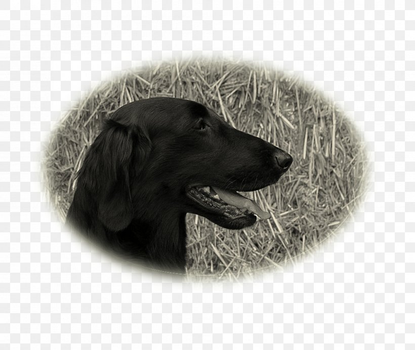 Flat-Coated Retriever Labrador Retriever Dog Breed Dog Collar, PNG, 993x840px, Flatcoated Retriever, Breed, Carnivoran, Collar, Dog Download Free
