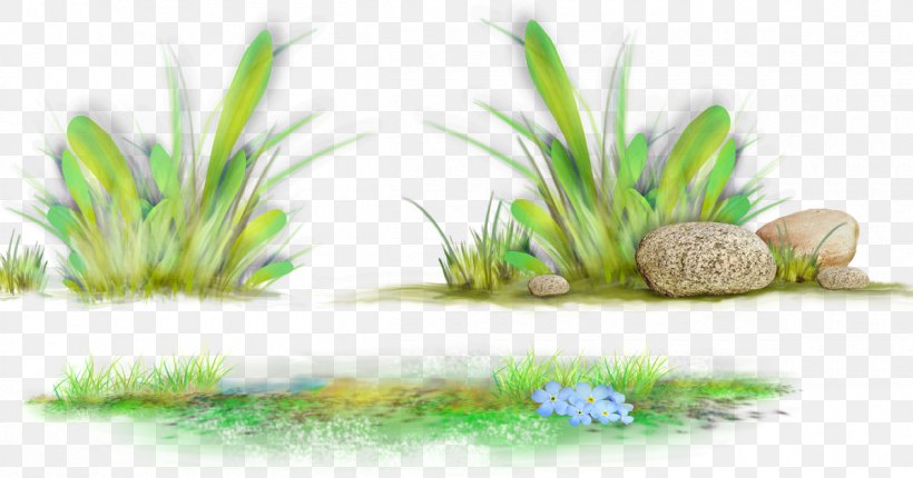 Grasses Desktop Wallpaper Clip Art Herbaceous Plant, PNG, 1200x630px, Grass, Aquarium, Aquarium Decor, Aquatic Plant, Botany Download Free