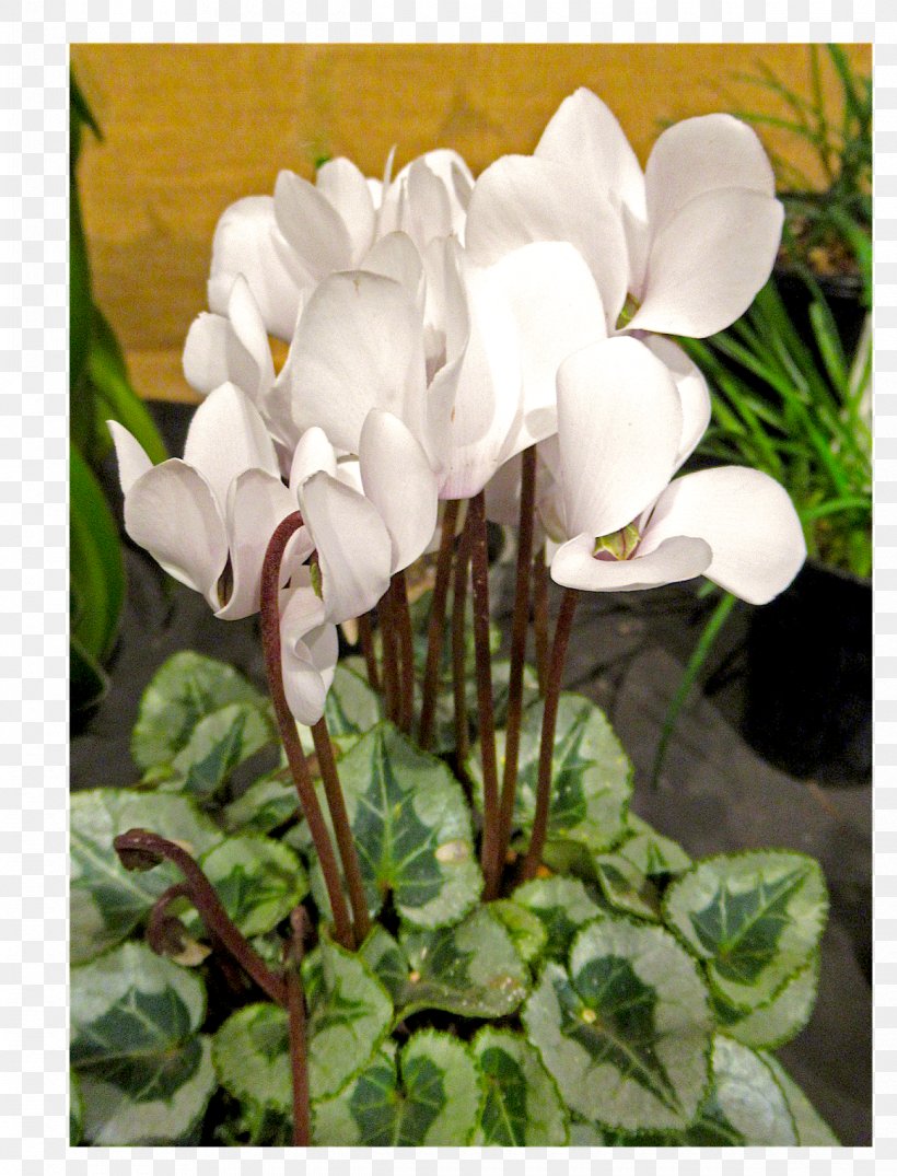 Growing Cyclamen Bulb Plants Seedling, PNG, 1220x1600px, Cyclamen, April 2, Bulb, Flower, Flowering Plant Download Free