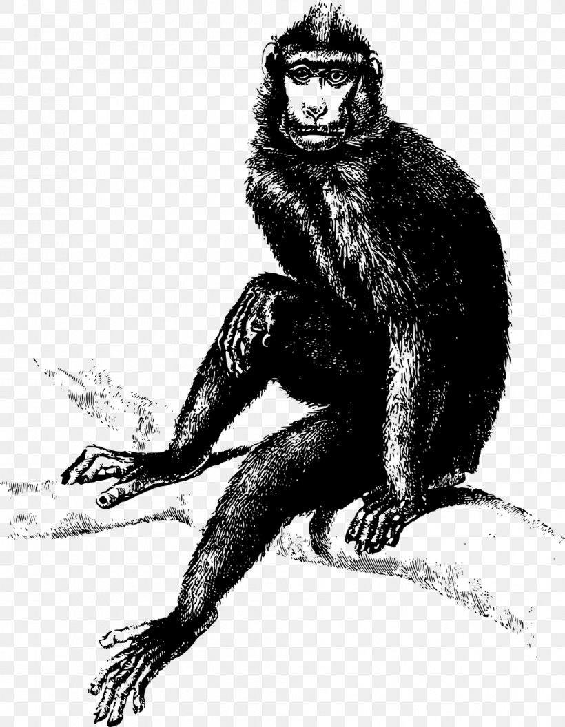 Monkey Ape Common Chimpanzee Clip Art, PNG, 993x1280px, Monkey, Ape, Art, Black And White, Carnivoran Download Free
