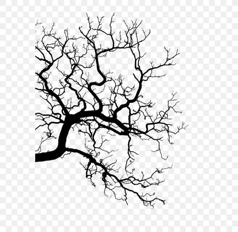 Twig Silhouette Drawing Line Art, PNG, 577x800px, Twig, Area, Artwork, Black, Black And White Download Free