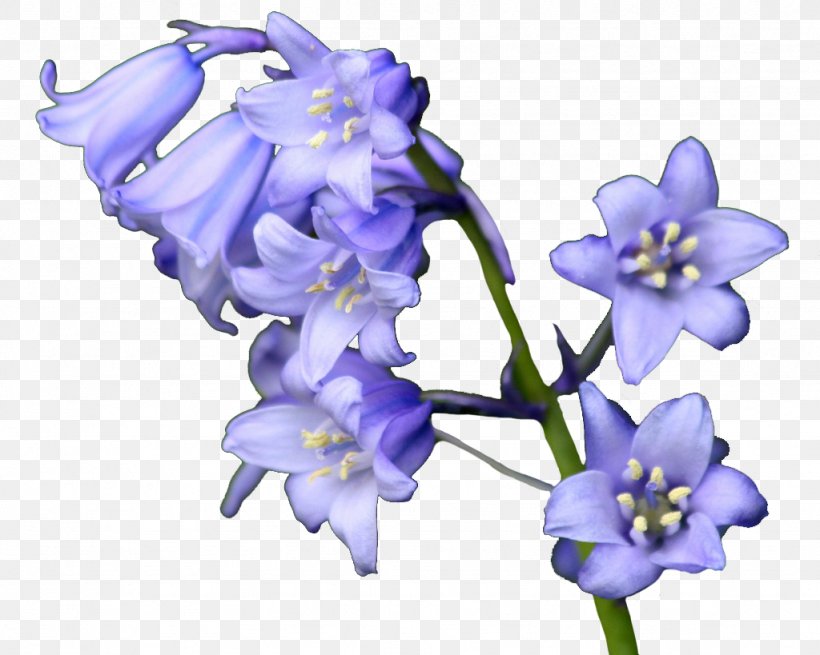 Bellflowers Common Bluebell Purple, PNG, 1024x819px, Flower, Bellflower Family, Bellflowers, Blue, Color Download Free