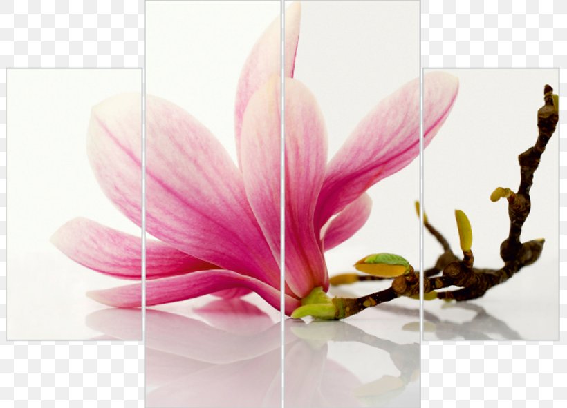 God Prayer Happiness, PNG, 801x591px, God, Divinity, Floral Design, Flower, Flowering Plant Download Free
