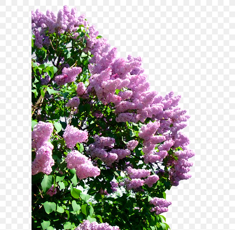 Lilac Clip Art, PNG, 600x802px, Lilac, Annual Plant, Bead, Branch, Flower Download Free