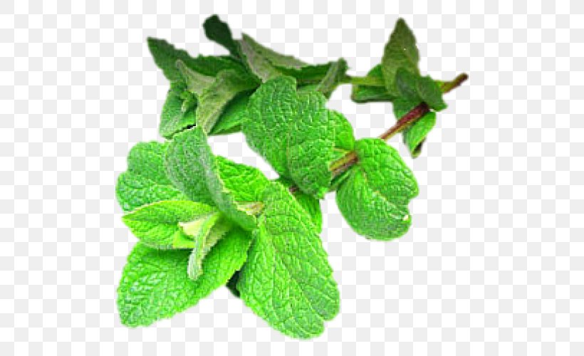 Peppermint Extract Vietnamese Cuisine Mentha Spicata Herb, PNG, 500x500px, Peppermint, Curry Tree, Extract, Food, Herb Download Free