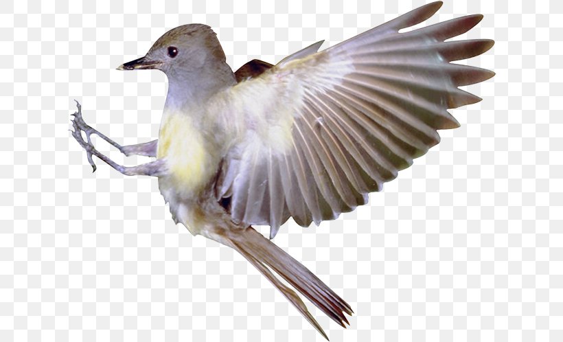 Bird Flight Finch Bird Flight Serial Homology, PNG, 626x498px, Bird, American Sparrows, Beak, Bird Flight, Cuculiformes Download Free