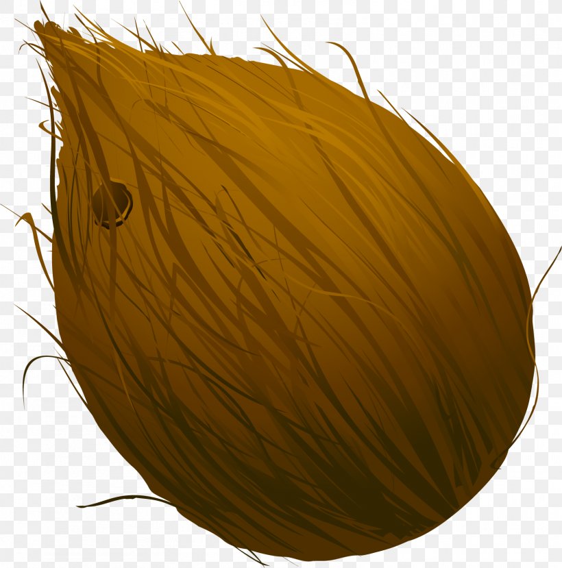 Coconut Designer, PNG, 1607x1625px, Coconut, Designer, Plant, Search Engine, Zhang Yue Download Free
