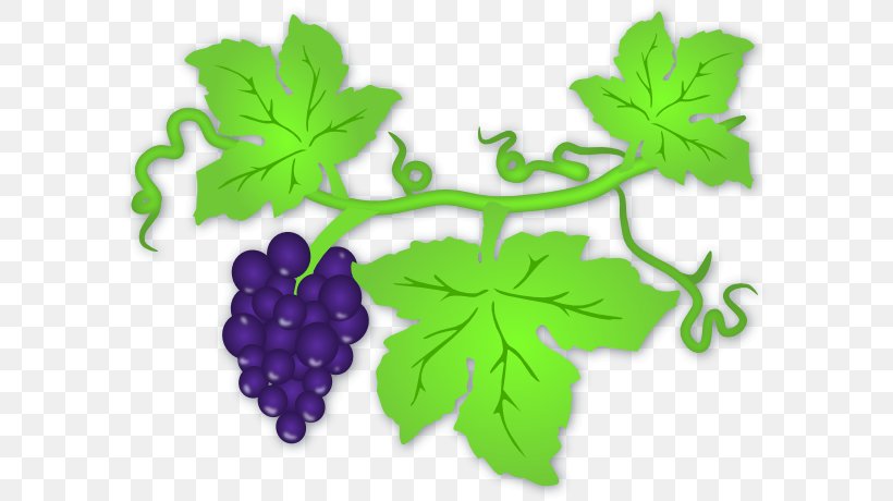 Common Grape Vine Wine Clip Art, PNG, 600x460px, Common Grape Vine, Blog, Concord Grape, Flowering Plant, Food Download Free