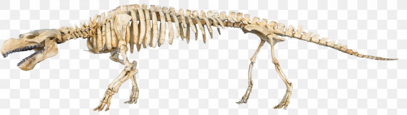 Eocene Pezosiren Paleontology Steller's Sea Cow Dugongidae, PNG, 1920x547px, Eocene, Animal, Animal Figure, Basal, Dinosaur Download Free