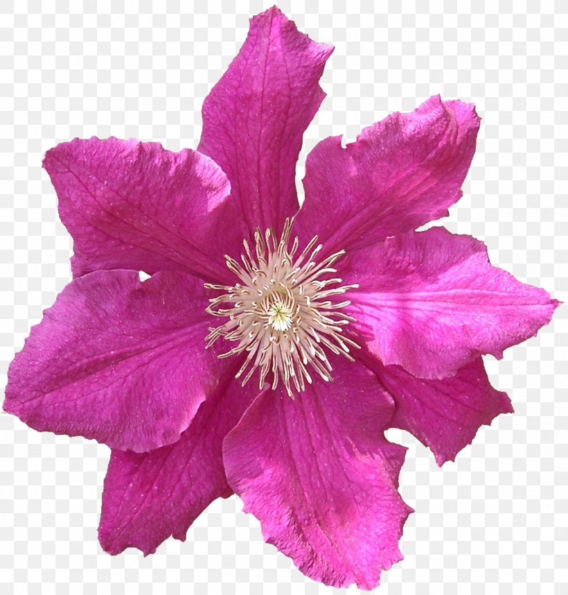 Leather Flower RAR, PNG, 1146x1200px, Leather Flower, Clematis, Cut Flowers, Flower, Flowering Plant Download Free