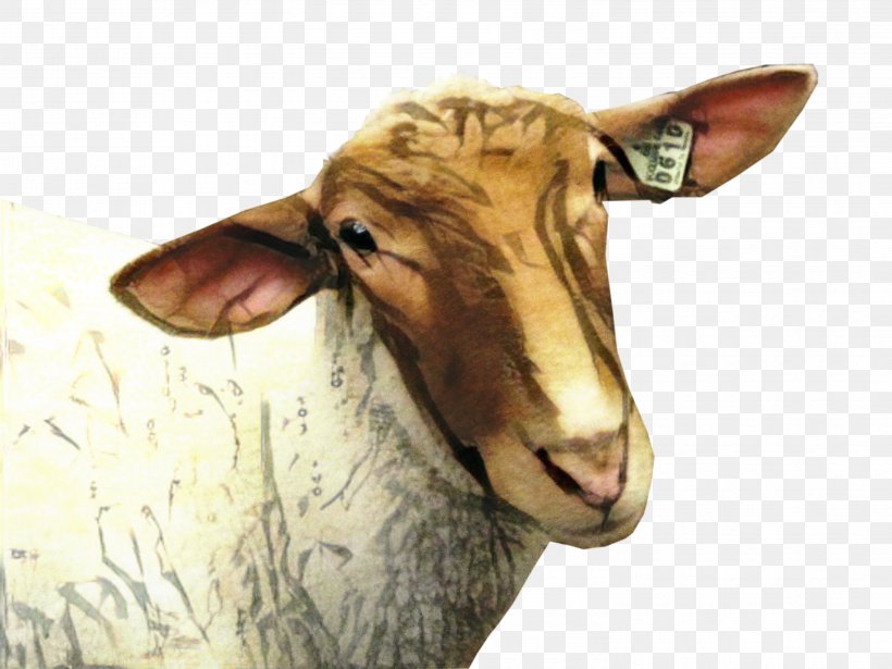 Sheep Clip Art Goat Transparency, PNG, 2998x2250px, Sheep, Cowgoat Family, Ear, Goat, Goatantelope Download Free