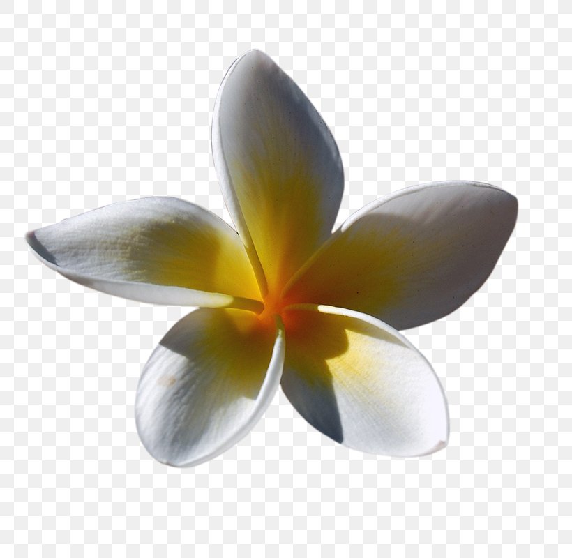 Flower Euclidean Vector, PNG, 800x800px, Flower, Animation, Drawing, Frangipani, Leaf Download Free