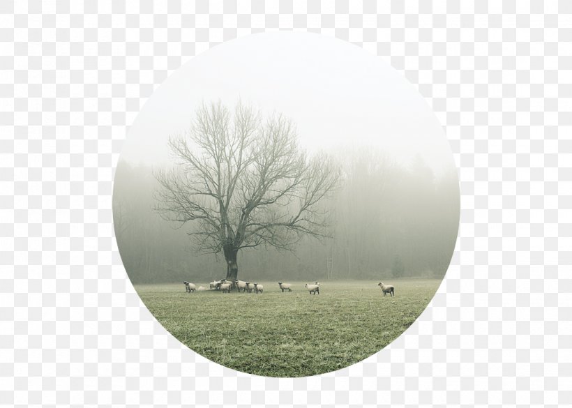 Fog Mist Tree Sky Plc, PNG, 1120x800px, Fog, Grass, Meadow, Mist, Sky Download Free