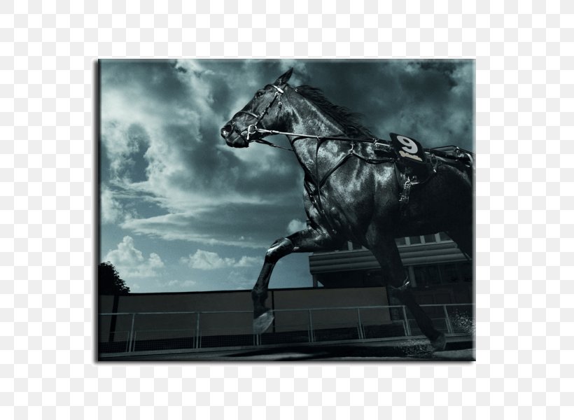 Friesian Horse Desktop Wallpaper Arabian Horse Black Equestrian, PNG, 600x600px, 4k Resolution, Friesian Horse, Animal, Arabian Horse, Black Download Free