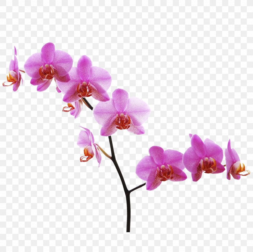 Moth Orchids Flower Clip Art Desktop Wallpaper, PNG, 1600x1600px, Orchids, Blossom, Branch, Cut Flowers, Flora Download Free