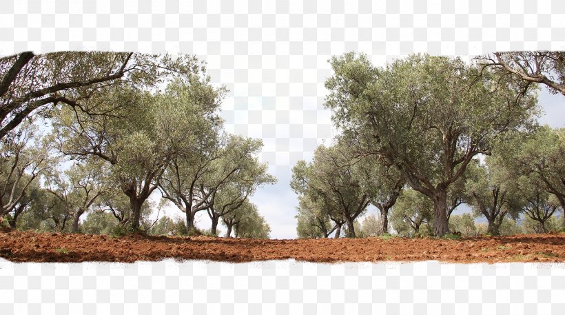 Olive Oil Tree Grove, PNG, 1500x837px, Olive, Adoption, Branch, Family, Grass Download Free
