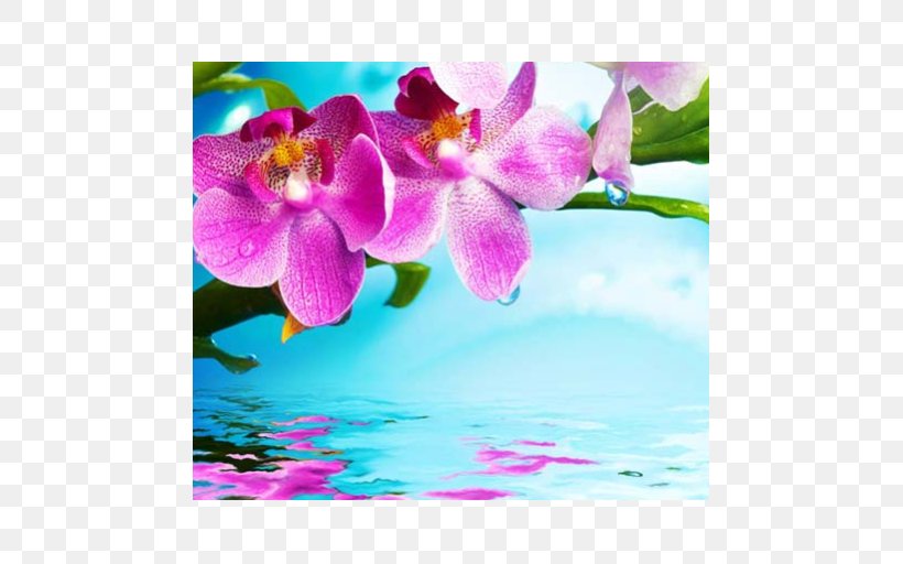 Stock Photography Orchids Flower, PNG, 512x512px, Stock Photography, Blossom, Branch, Cattleya Orchids, Color Download Free