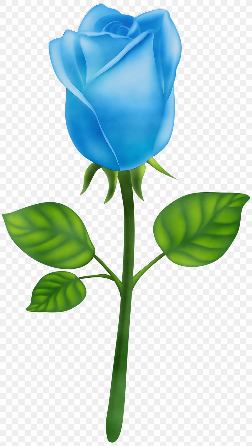 Blue Watercolor Flowers, PNG, 1694x3000px, Watercolor, Blue Rose, Bud, Cut Flowers, Flower Download Free