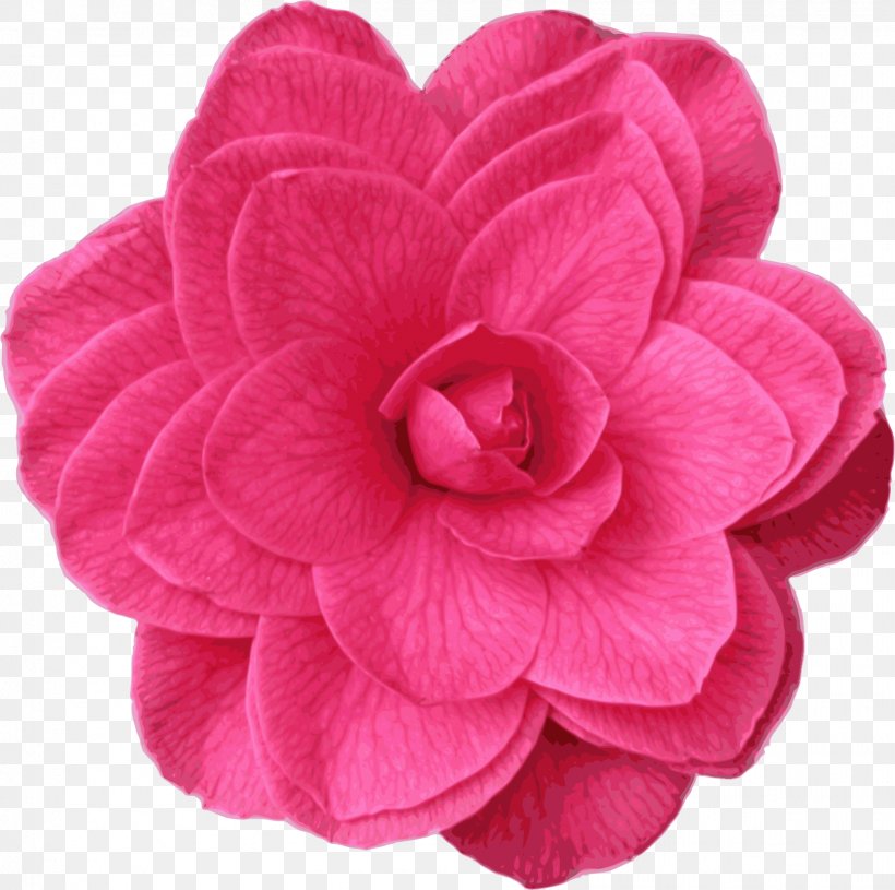 Clip Art, PNG, 1618x1610px, Japanese Camellia, Camellia, Cut Flowers, Flower, Flowering Plant Download Free