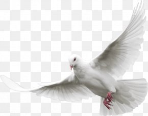 Pigeons And Doves Bird Transparency Release Dove Animal, PNG ...