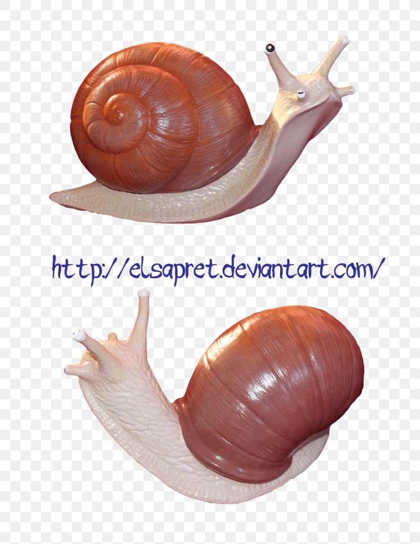 Snail DeviantArt Gastropods Stock Photography, PNG, 752x1063px, Snail, Art, Conchology, Deviantart, Digital Cameras Download Free