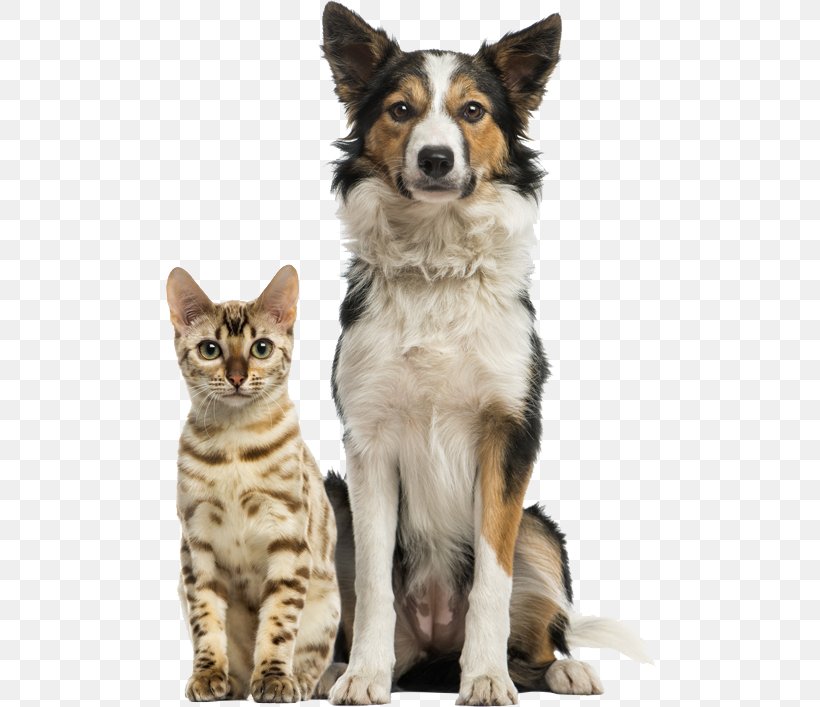 Cat Pet Sitting Veterinarian Armadale Farm Kennel, PNG, 492x707px, Cat, Carnivoran, Cat Like Mammal, Companion Dog, Disease Download Free