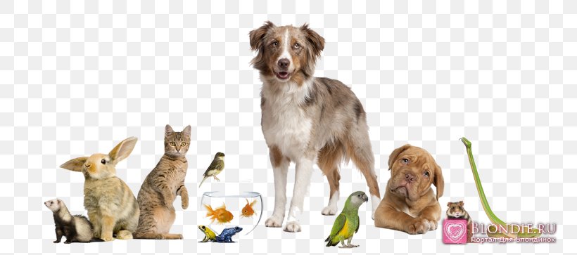 Dog Cat Veterinarian Clinique Vétérinaire Exotic Pet, PNG, 794x363px, Dog, Animal, Animal Figure, Animal Shelter, Cat Download Free