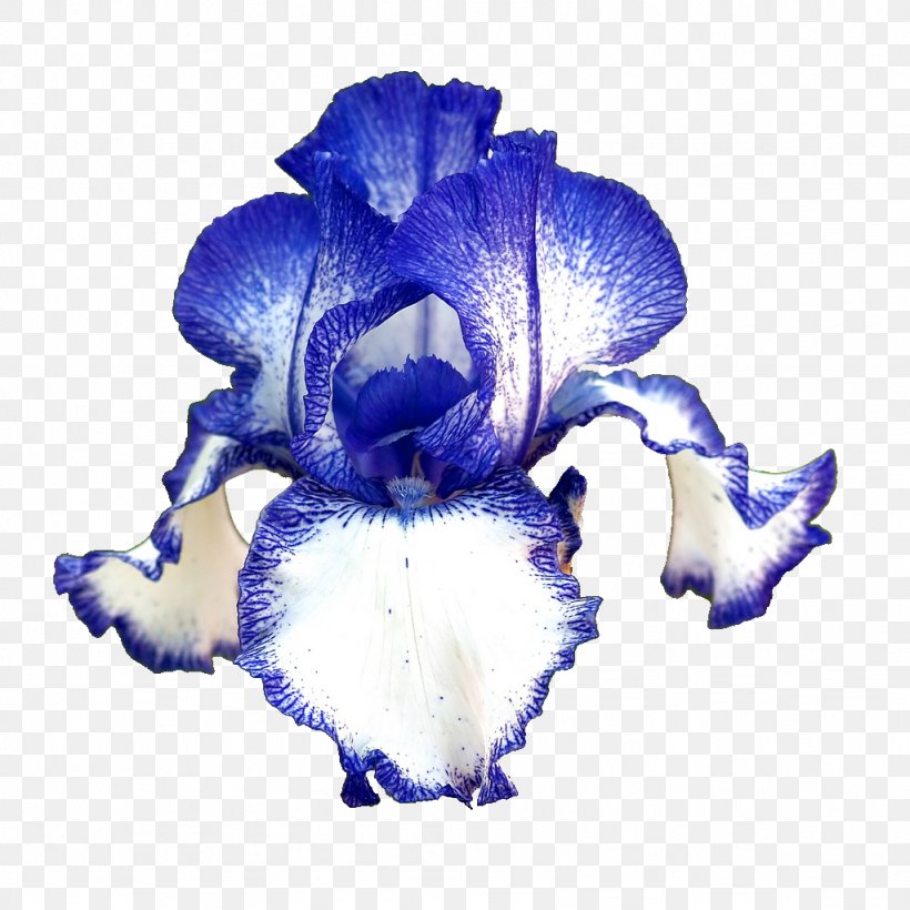 Flower Desktop Wallpaper Iris Germanica Blastoise Wallpaper, PNG, 1024x1024px, Flower, Blastoise, Blue, Blume, Cut Flowers Download Free