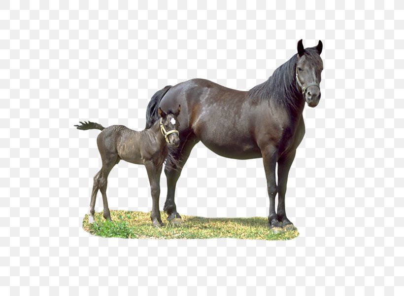 Horse Colt Foal Drawing, PNG, 800x600px, Horse, Animal Figure, Art, Bridle, Can Stock Photo Download Free