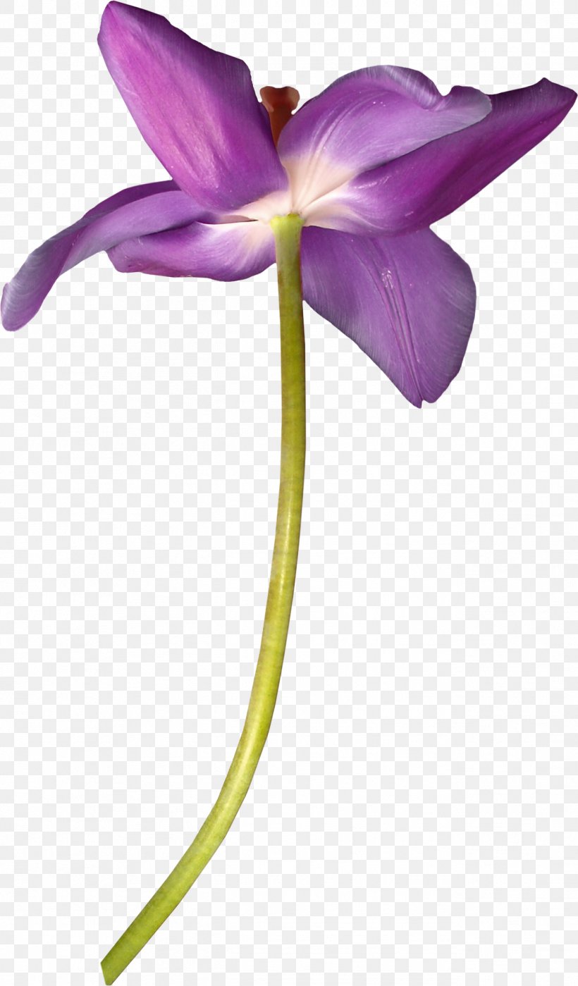 Purple Download Violet Gratis, PNG, 1297x2214px, Purple, Cut Flowers, Flora, Flower, Flowering Plant Download Free